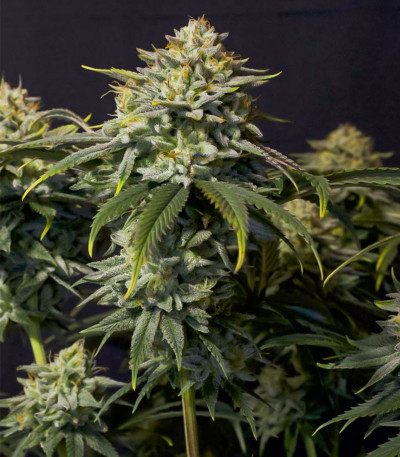 Семена сорта Gorilla Cookies FF fem (FastBuds)