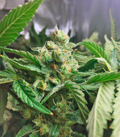 Семена сорта Lemon Skunk fem (Green House Seeds)