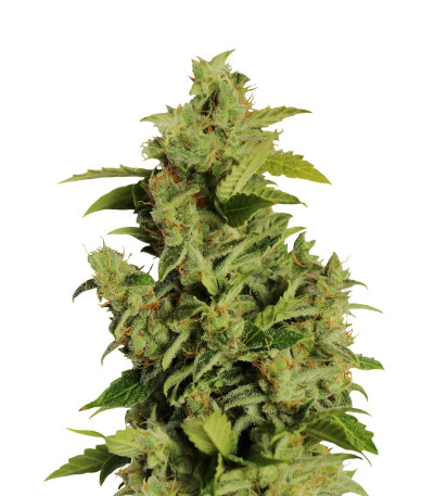 Семена сорта Mikromachine Auto fem