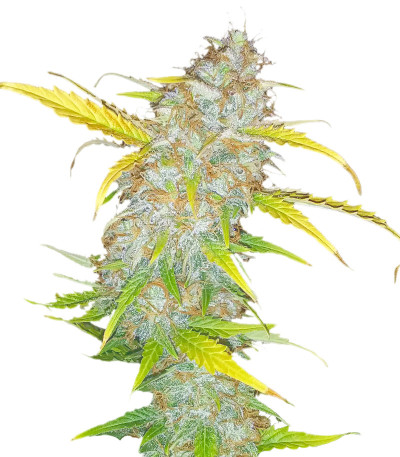 Семена сорта Original AK Auto fem (FastBuds)