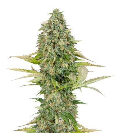Семена сорта Buddha Kraken fem (Buddha Seeds)