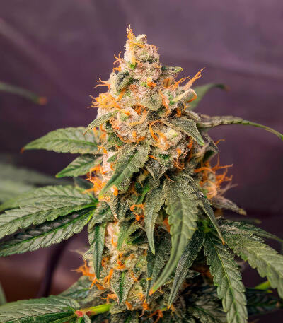 Семена сорта Ghost Chem OG Autoflower fem (Seedkeepers)