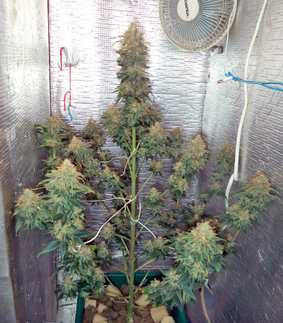 Семена каннабиса Night Queen