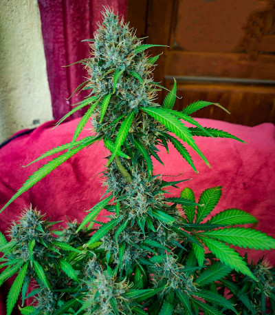 Семена сорта Papaya Zoap Auto fem (Sweet Seeds)