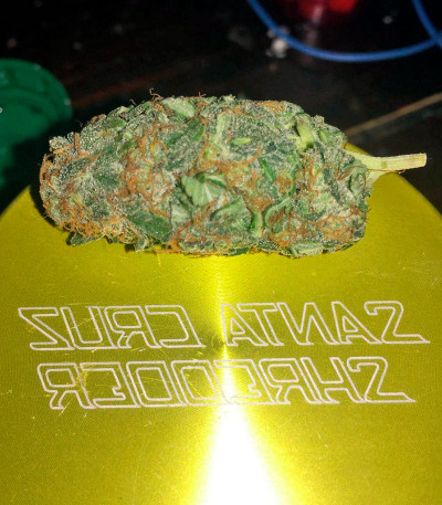 Семена сорта Queso (Kiss) fem