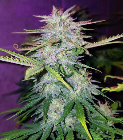 Семена сорта Wedding Cake fem (Cali Buds Seeds)