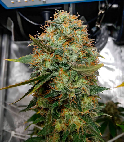 Семена сорта Zookies fem (7CH American)