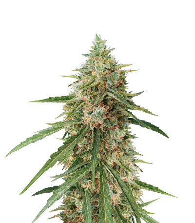 Семена сорта Auto Lennon fem (Pyramid Seeds)