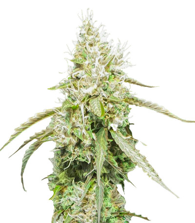 Семена сорта Mazar X fem (Семяныч)