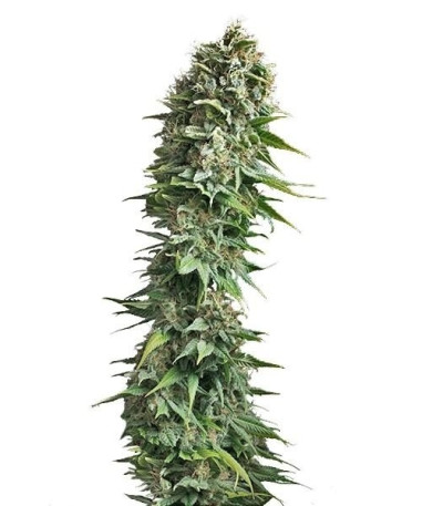 Семена сорта Fruit Spirit fem (Royal Queen Seeds)