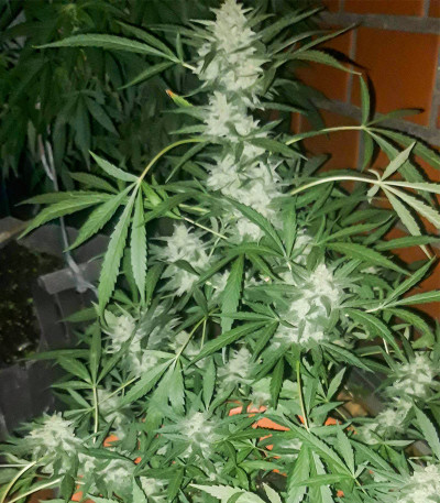 Семена сорта Stromboli Auto fem (Paradise Seeds)