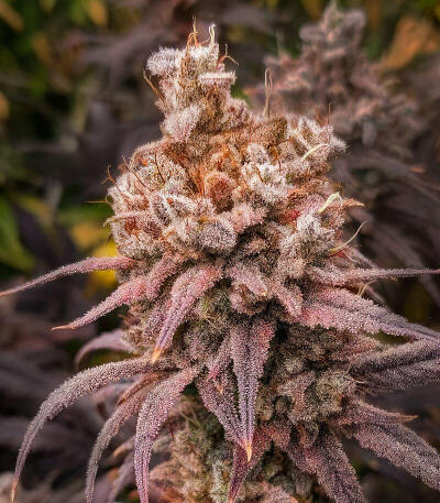 Семена сорта 50 Dragons fem (UKHTA)