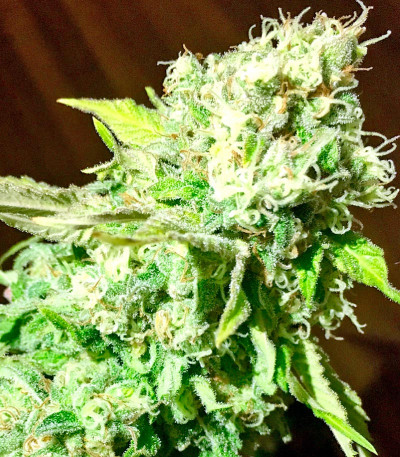 Семена сорта Critical Jack fem (Dinafem Seeds)