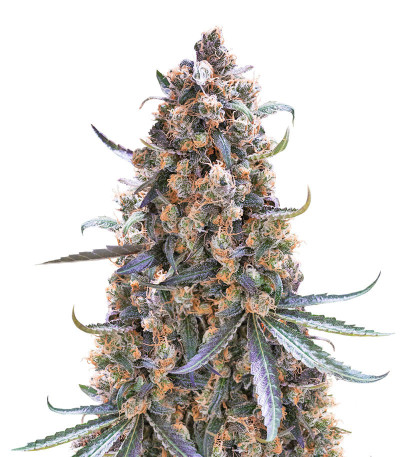 Семена сорта Fast Flowering Green Crack fem (Humboldt Seeds)