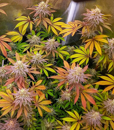 Семена сорта HighCloudZ fem (Green House Seeds)