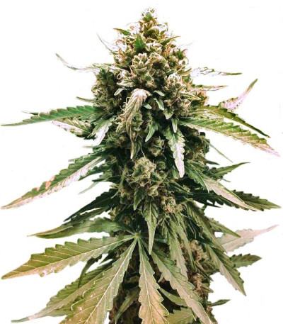  Семена Auto Frisian Dew шишки