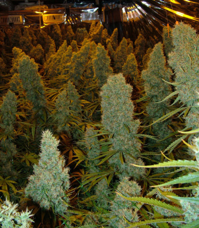 Семена сорта Big Bazooka fem (Anesia Seeds)