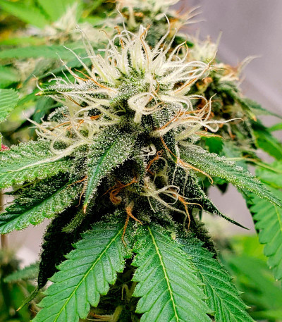 Семена сорта конопли Black Widow