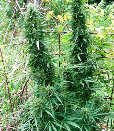 Семена сорта Cold Thunder fem (Sumo Seeds)