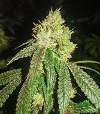 Семена сорта Gorilla fem (00 Seeds)