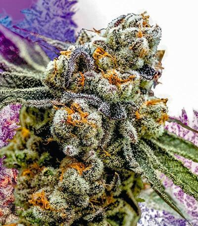 Семена сорта Grapes fem (UKHTA)