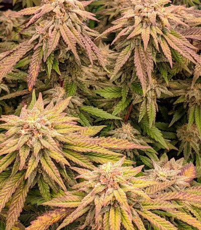 Семена сорта Miracle Alien Cookies fem (7CH American)