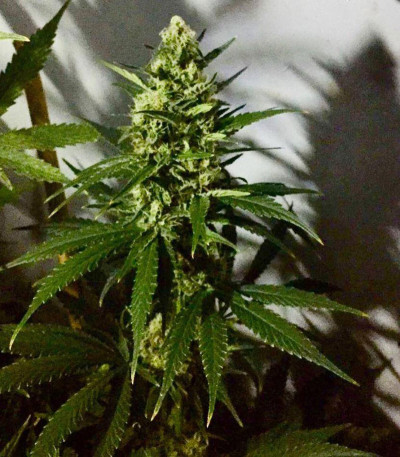 Семена сорта White Cheese Auto fem (Sumo Seeds)