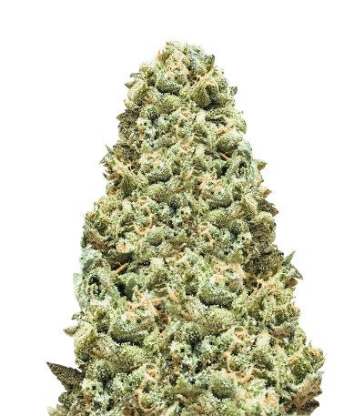 Семена сорта Monster Girl Scout Cookies fem (Monster Genetics)