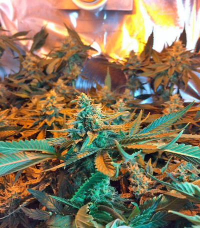 Семена сорта Lemon Skunk fem (Green House Seeds)