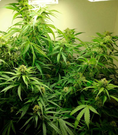 Семена сорта AK-77V fem (Victory Seeds)