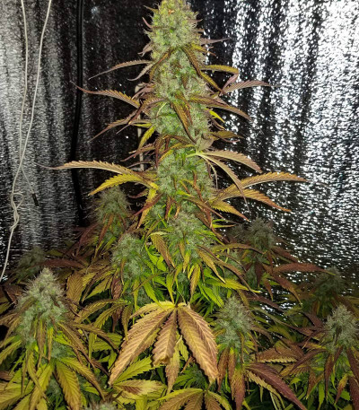 Семена сорта Auto Super Hash fem (Pyramid Seeds)