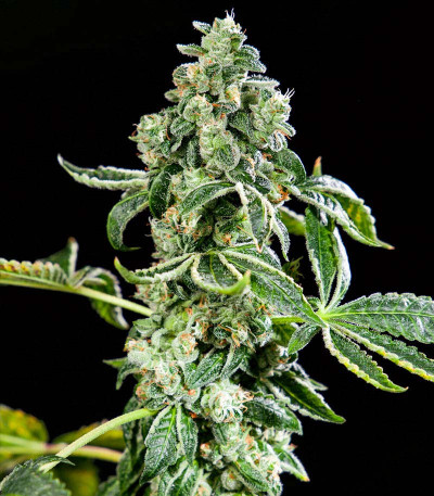 Семена сорта DDoS #33 fem (Herbies Seeds)