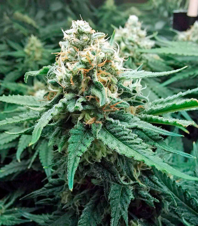 Семена сорта Fruit Punch fem (Heavyweight Seeds)