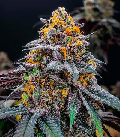 Семена сорта Lemon Cherry Runtz fem (FastBuds)