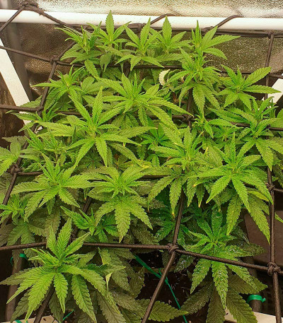 Семена сорта Sour Strawberry fem (Barney's Farm)