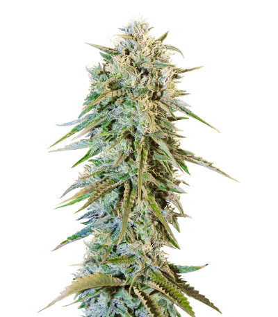 Семена сорта Blue Fire fem (Humboldt Seeds)
