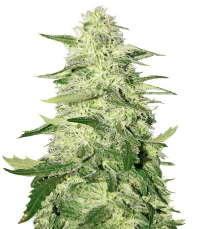 Семена сорта Kryptonite fem (Pyramid Seeds)
