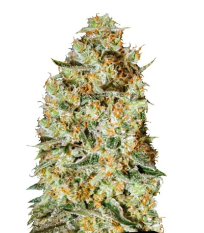 Семена Nepal Gold шишки