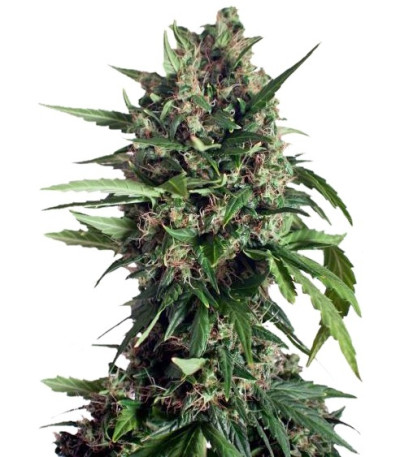 Семена сорта Taiga #2 fem