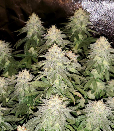 Семена сорта Gelato fem (Nirvana Seeds)