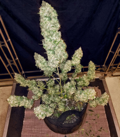 Семена сорта Gorilla Glue # 4 fem (Cali Buds Seeds)