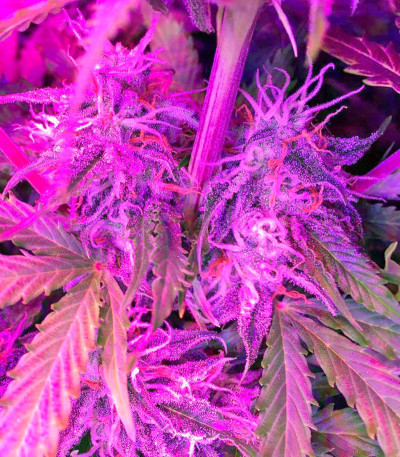 Семена сорта Northern Lights Automatic fem (Nirvana Seeds)