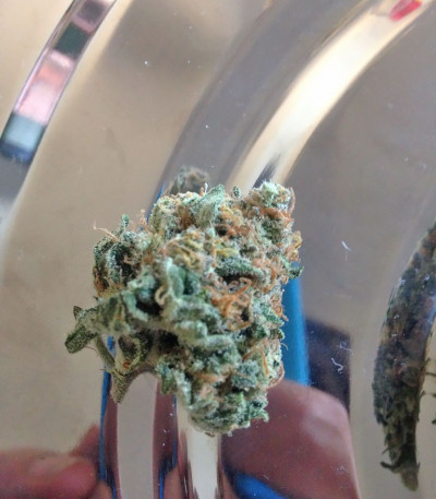 Семена сорта Red Leicester Tease fem (Dr. Krippling Seeds)