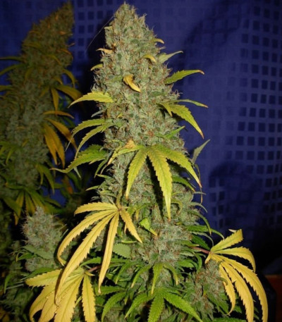 Семена сорта White Widow x Big Bud fem (Female Seeds)