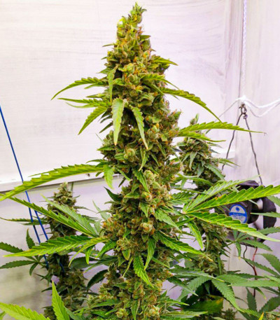 Семена сорта Amnesia Lemon Auto fem (Семяныч)