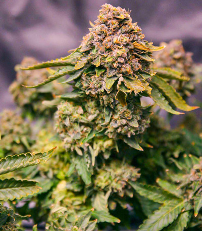 Семена сорта Grand Daddy Purple Fast Version fem (Семяныч)