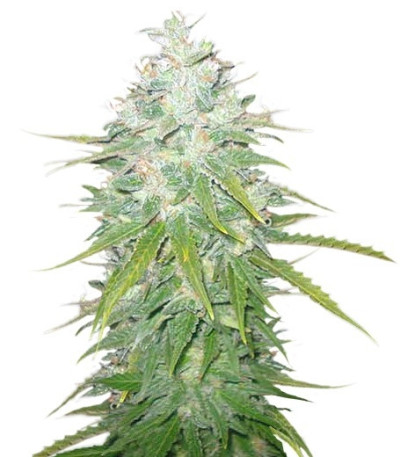 Микс семян конопли Medical Collection 8 (World of Seeds)