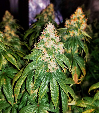 Семена сорта Astral fem (Семяныч)