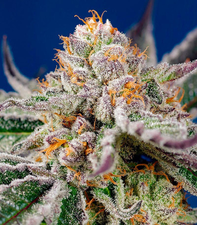 Семена сорта Orange Apricot Glue XL Auto fem (Sweet Seeds)