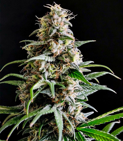 Семена сорта Peanut Butter OGKB fem (Original Sensible Seeds)